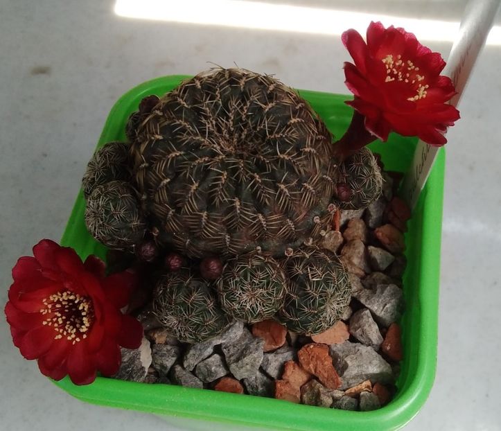 Sulcorebutia pulchra s. lenkae - 2023