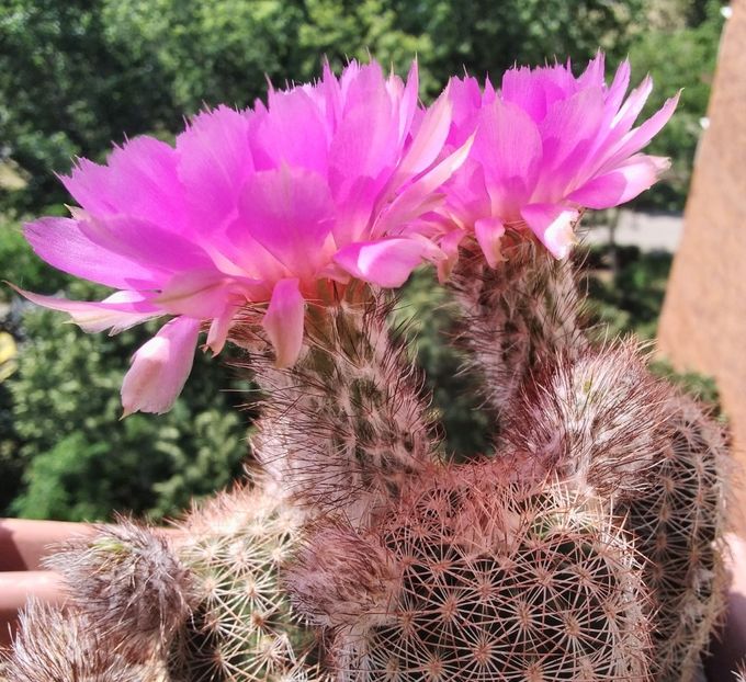Echinocereus reichenbachii  - 2023