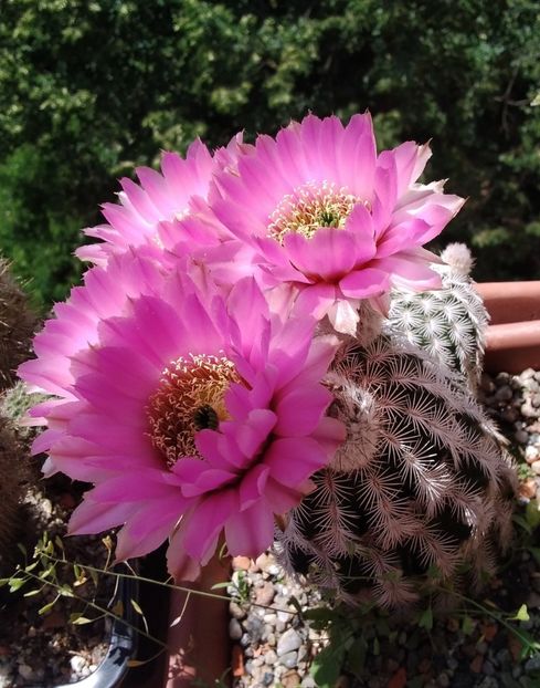 Echinocereus reichenbachii var. albispinus - 2023