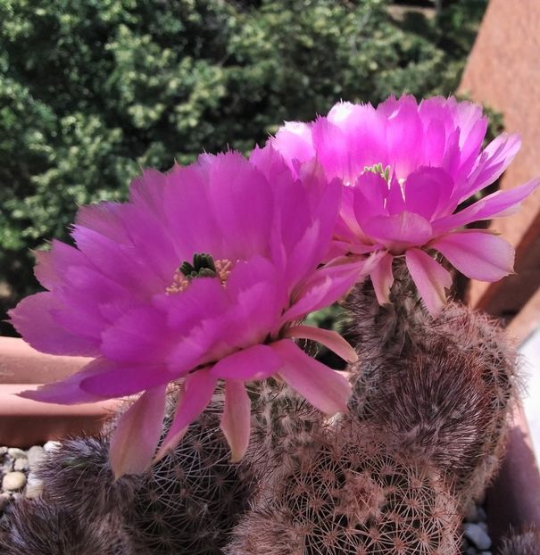 Echinocereus reichenbachii - 2023
