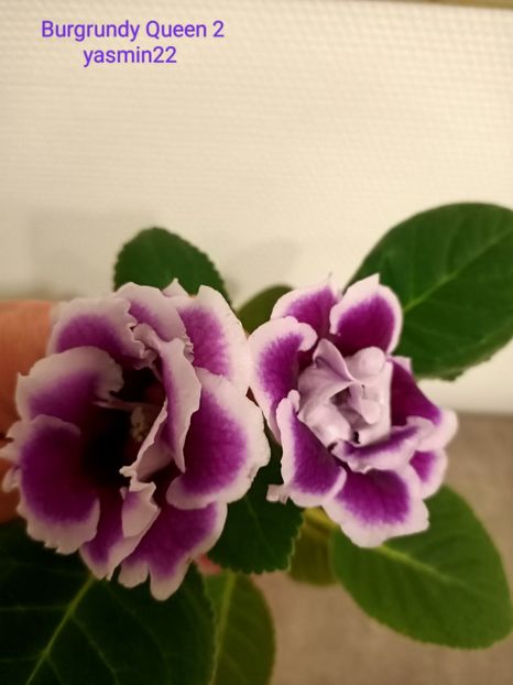 27.05..2023 - Gloxinia Burgundy Queen