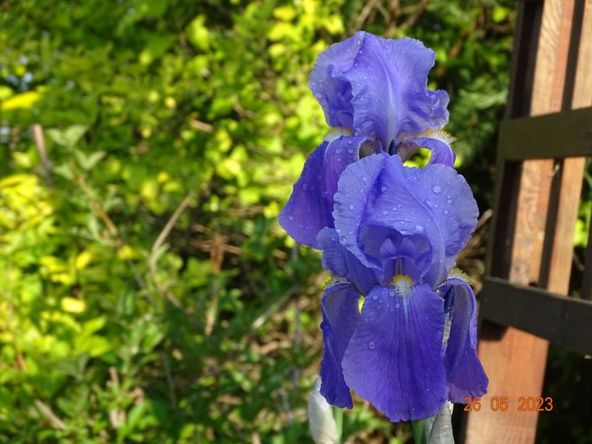 iris pallida - Irisi si bujori 2023