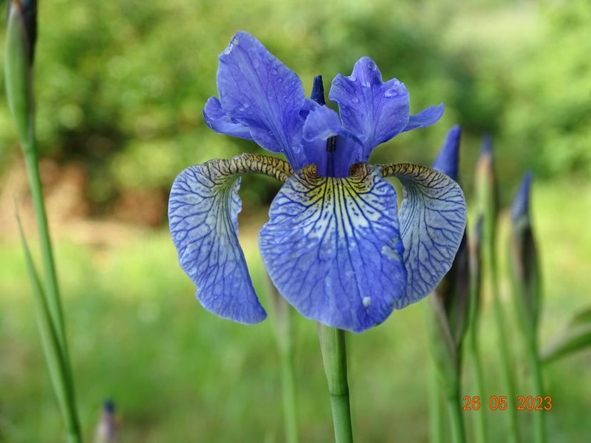iris sibirica Fran's Gold - Irisi si bujori 2023