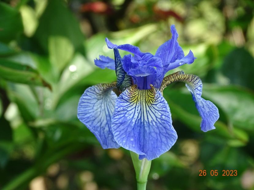 iris sibirica Fran's Gold - Irisi si bujori 2023