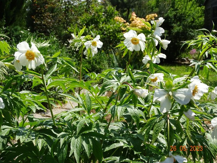 Early Windflower - Irisi si bujori 2023