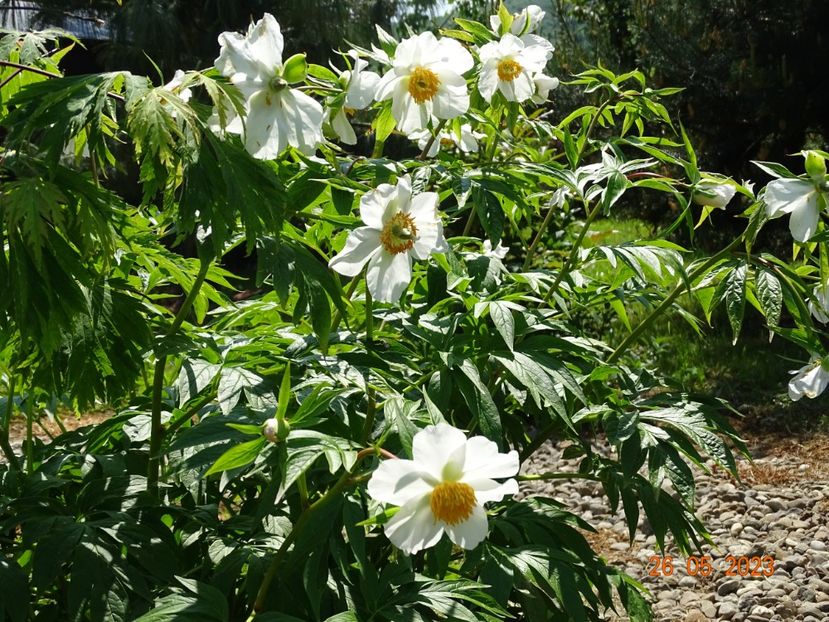 Early Windflower - Irisi si bujori 2023