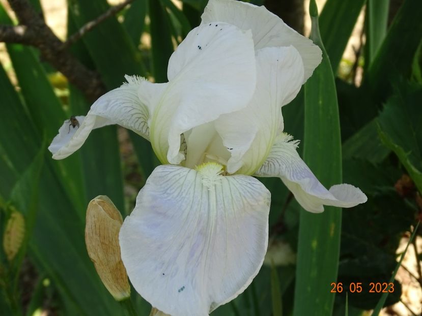 iris florentina - Irisi si bujori 2023