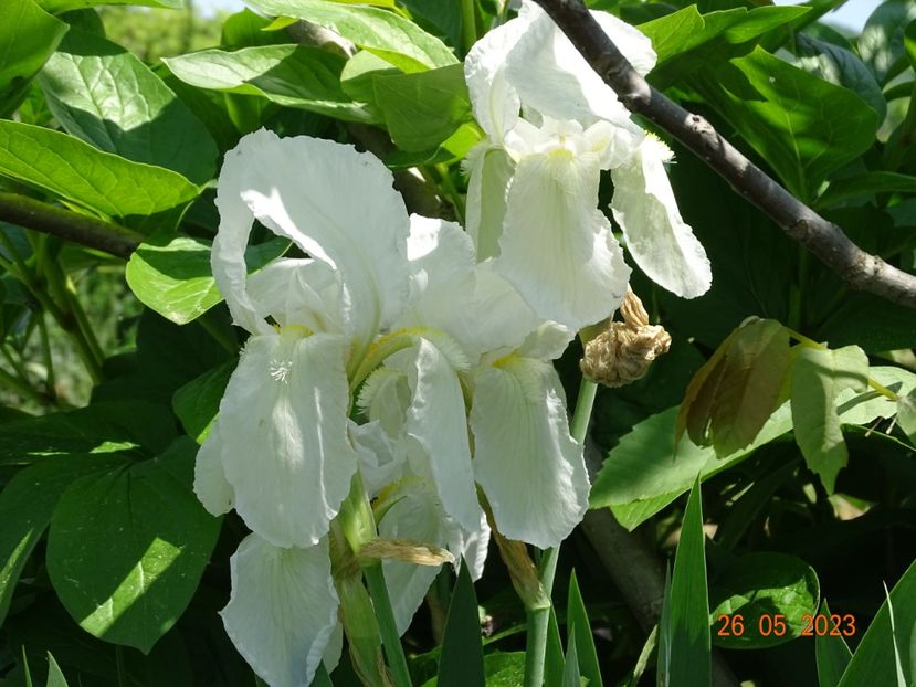 iris florentina - Irisi si bujori 2023