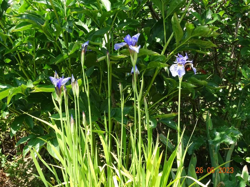 iris sibirica Fran's Gold - Irisi si bujori 2023