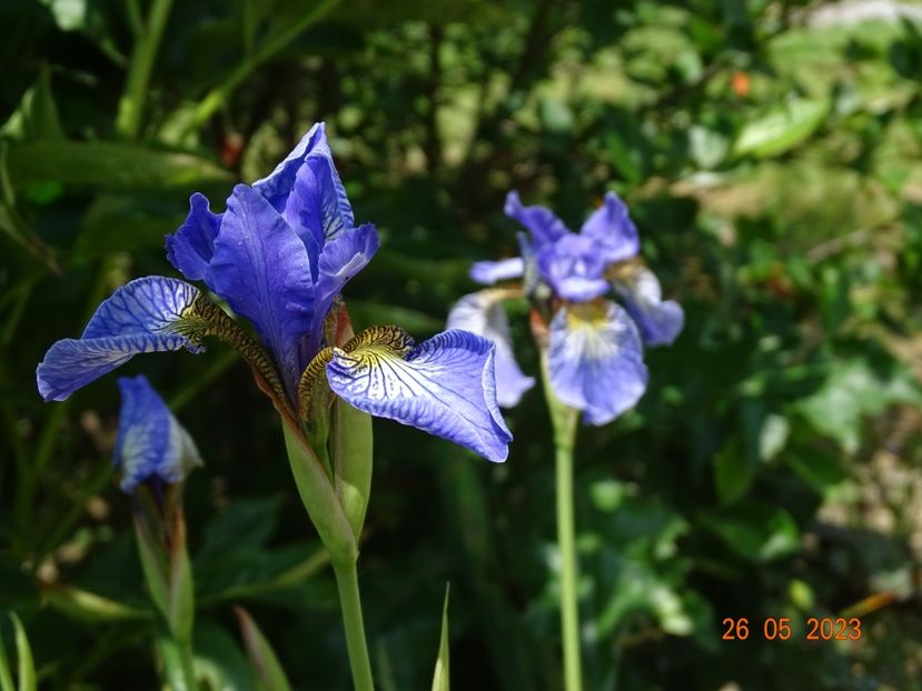 iris sibirica Fran's Gold - Irisi si bujori 2023