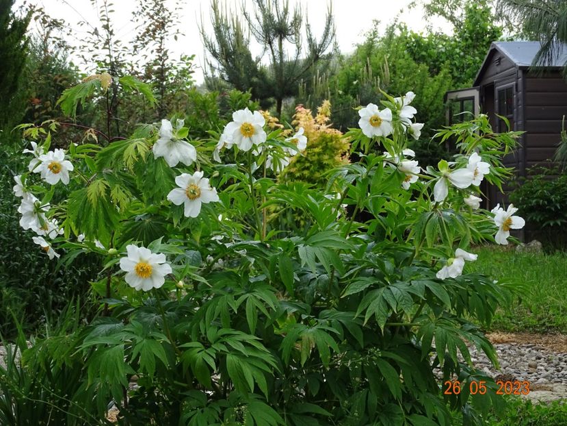 Early Windflower - Irisi si bujori 2023