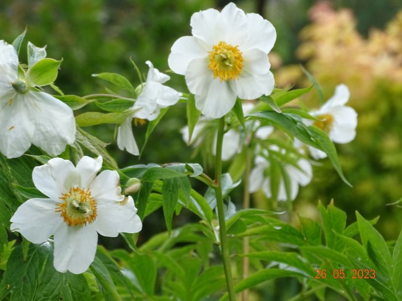 Early Windflower - Irisi si bujori 2023