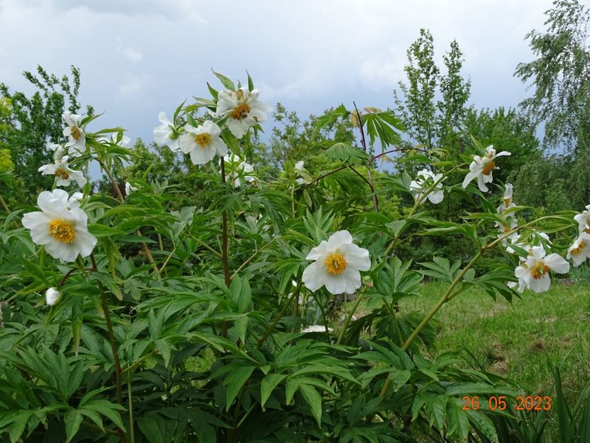 Early Windflower - Irisi si bujori 2023