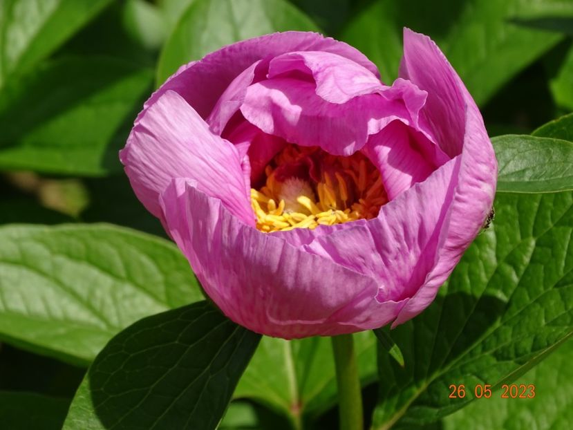 May Lilac - Irisi si bujori 2023