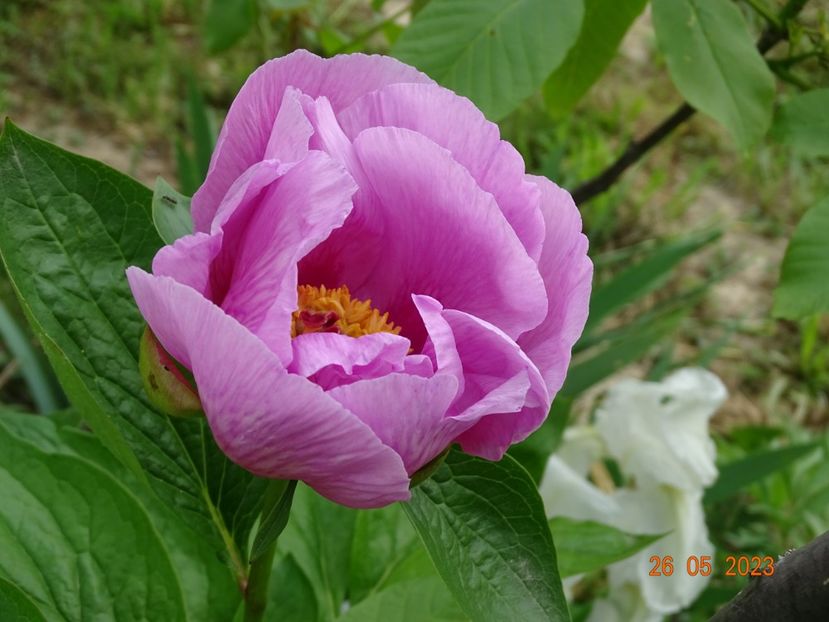 May Lilac - Irisi si bujori 2023
