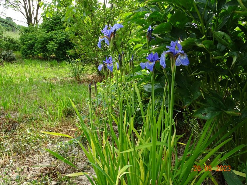 iris sibirica Fran's Gold - Irisi si bujori 2023