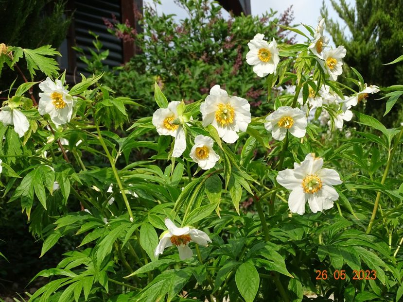 Early Windflower - Irisi si bujori 2023