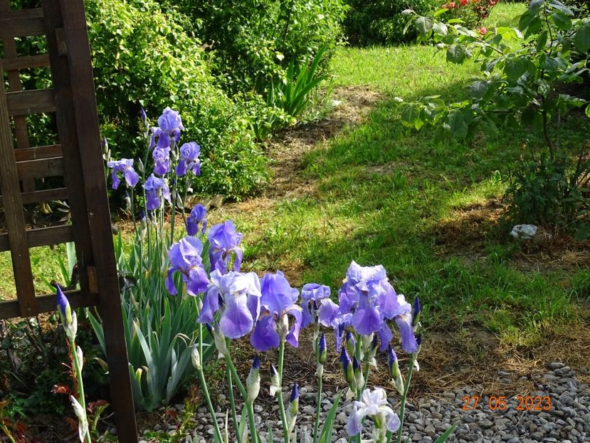 iris pallida - Irisi si bujori 2023