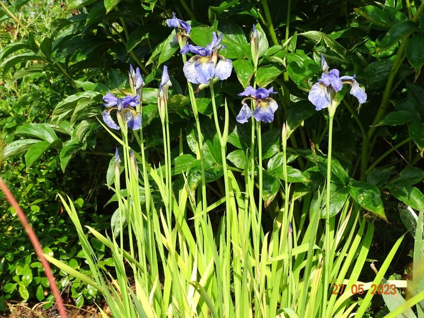 iris sibirica Fran's Gold - Irisi si bujori 2023