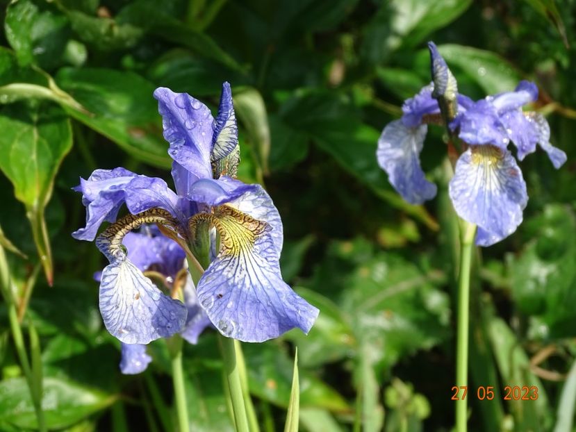 iris sibirica Fran's Gold - Irisi si bujori 2023