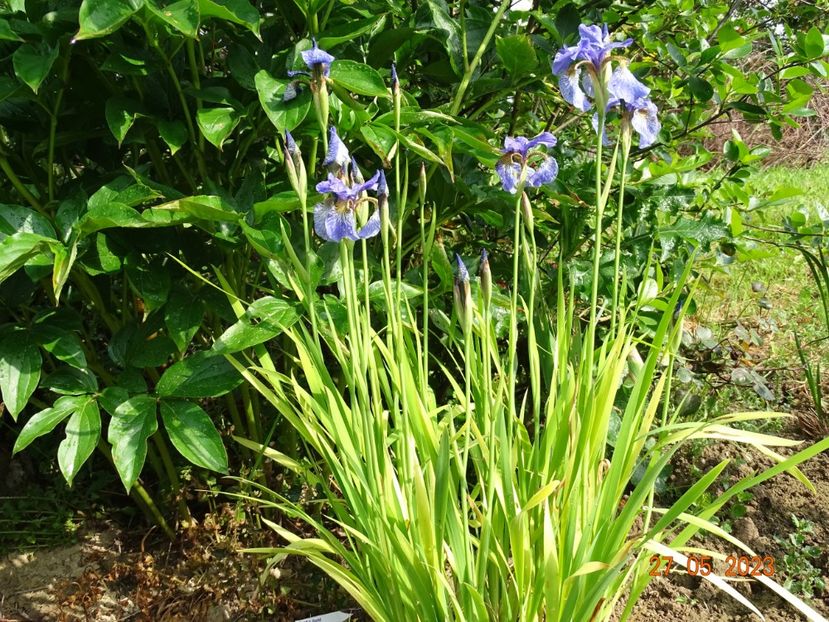 iris sibirica Fran's Gold - Irisi si bujori 2023