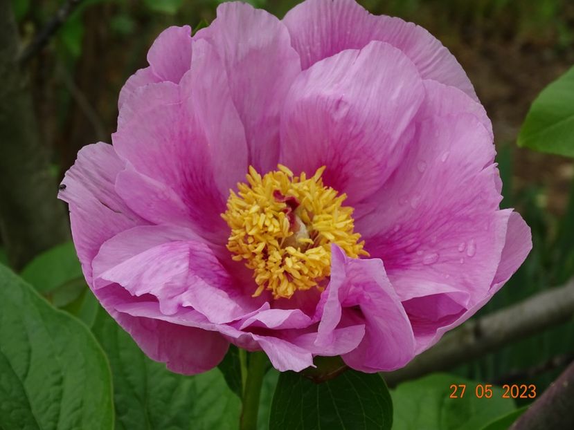 May Lilac - Irisi si bujori 2023