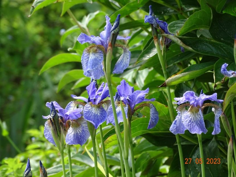 iris sibirica Fran's Gold - Irisi si bujori 2023