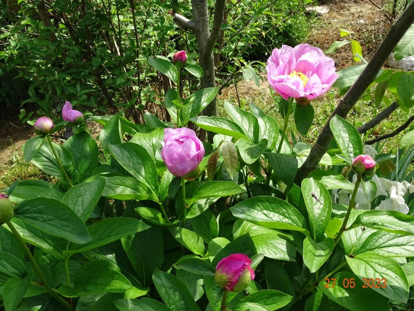 May Lilac - Irisi si bujori 2023