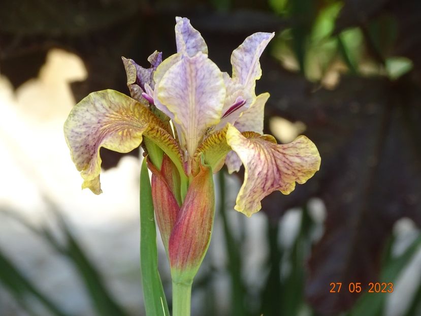 iris sibirica Flying Fiddles - Irisi si bujori 2023