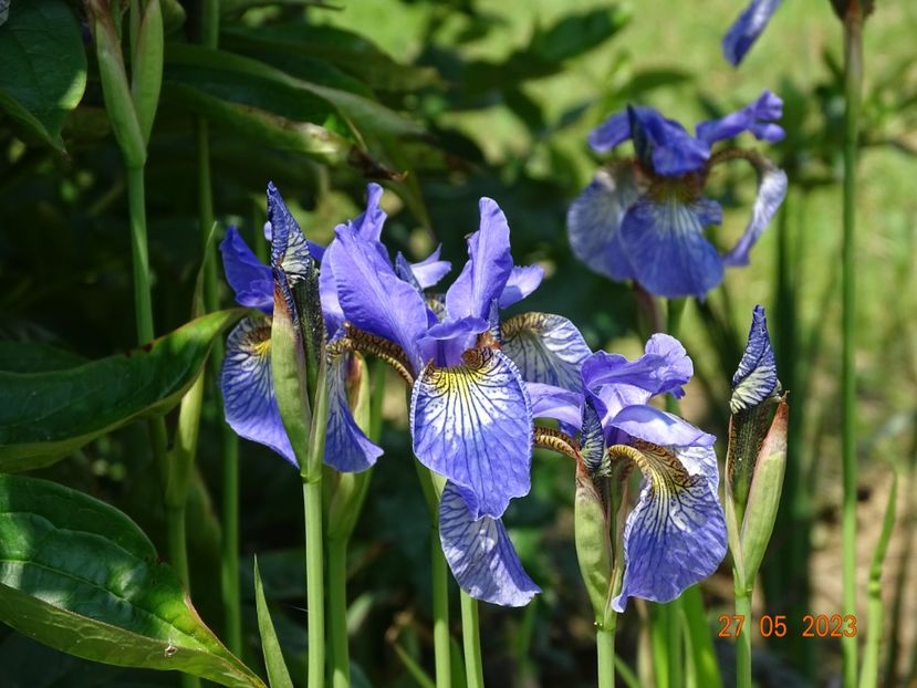 iris sibirica Fran's Gold - Irisi si bujori 2023