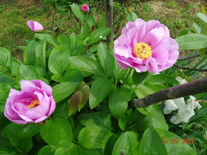 May Lilac - Irisi si bujori 2023