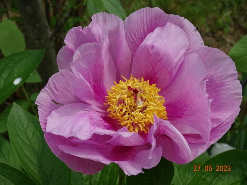 May Lilac - Irisi si bujori 2023