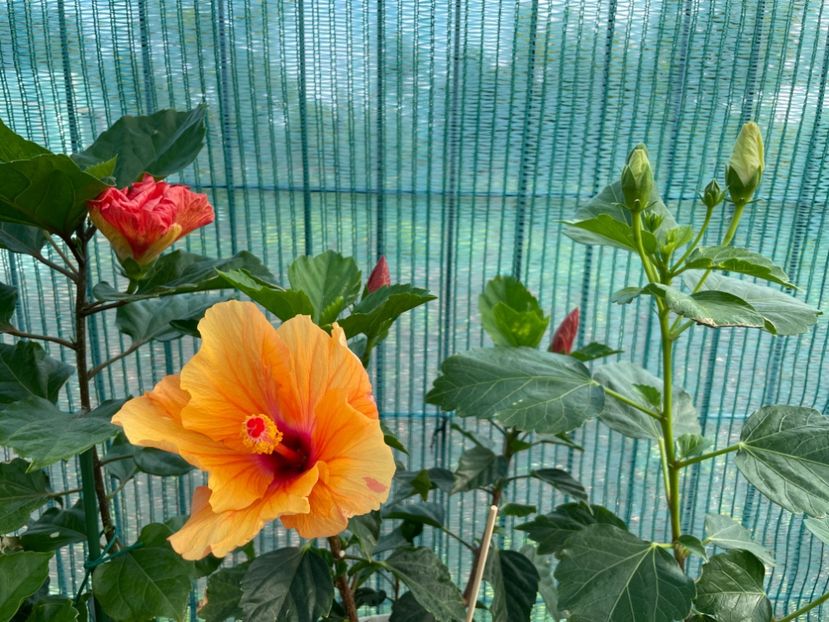 A44E052D-FA91-4DB4-B983-0D637588F9C7 - 001 - Hibiscusi