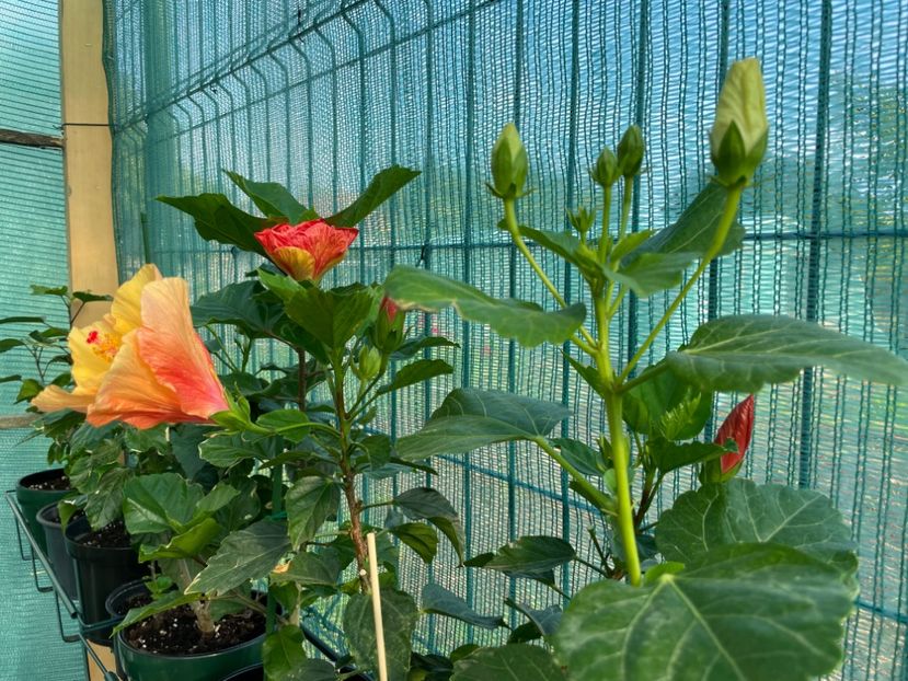 C68655B3-D067-4460-9F67-6D5AC1F9C440 - 001 - Hibiscusi