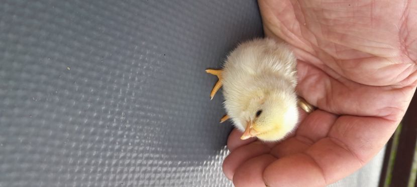  - gaini pitice - iopan