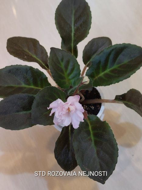  - Violete și gloxinii 2023