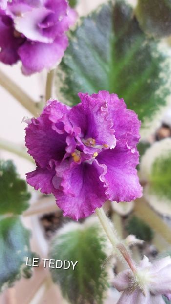  - Violete și gloxinii 2023