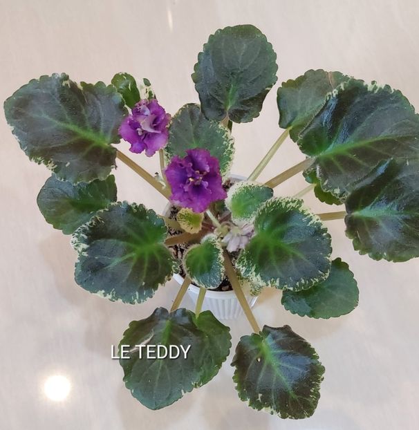  - Violete și gloxinii 2023