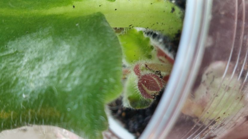  - Violete și gloxinii 2023