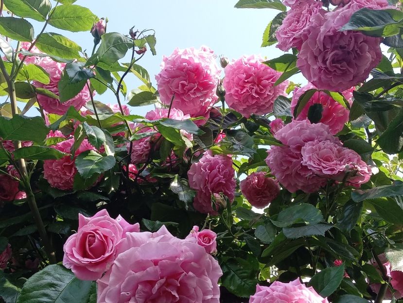  - Heillige Elisabeth 2023