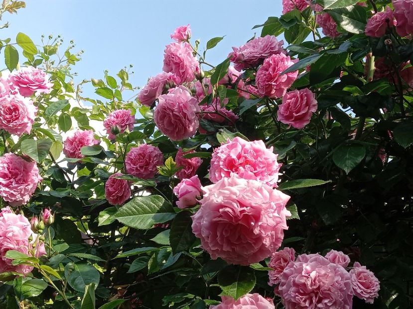  - Heillige Elisabeth 2023