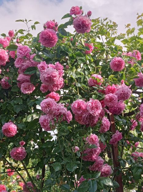  - Heillige Elisabeth 2023