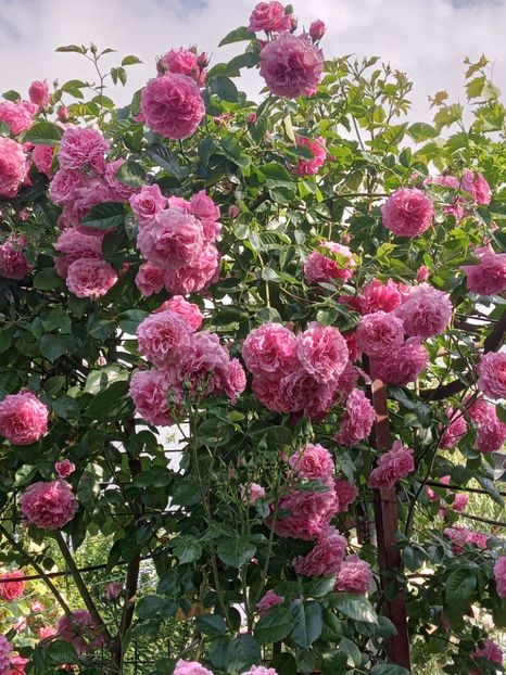  - Heillige Elisabeth 2023