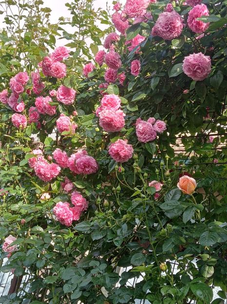  - Heillige Elisabeth 2023