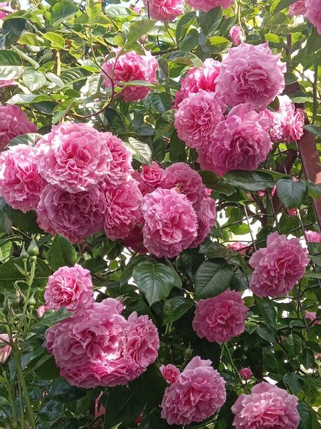  - Heillige Elisabeth 2023