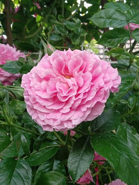  - Heillige Elisabeth 2023