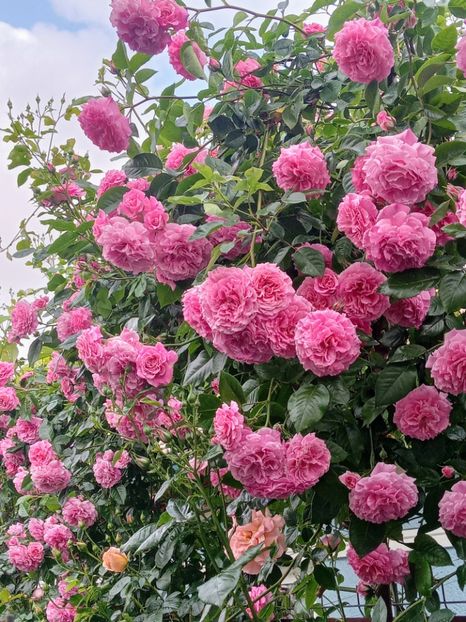  - Heillige Elisabeth 2023