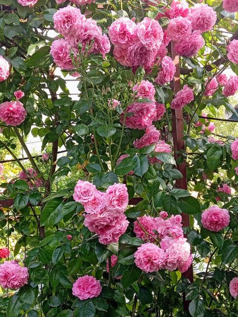  - Heillige Elisabeth 2023