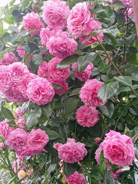  - Heillige Elisabeth 2023