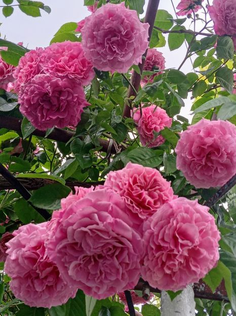  - Heillige Elisabeth 2023